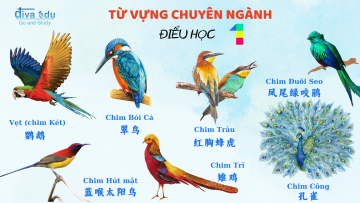 TỪ VỰNG THEO CHỦ ĐỀ - CHUYÊN NGÀNH: ĐIỂU HỌC